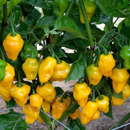 Picture of Capsicum Pepper Chinese Trinidad Perfume
